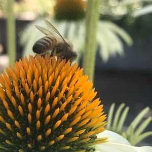 Meet your Posher, Diane